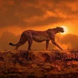 Programikonen: Cheetah Wallpapers
