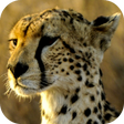 Programikonen: Cheetah Wallpapers