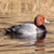 ไอคอนของโปรแกรม: Duckpower 1.1