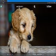 Programın simgesi: Dogs & Puppies Wallpapers