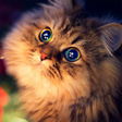 程序图标：Talking Somali Cat