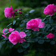 Programikonen: Rainy Pink Flowers LWP
