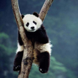 Ikona programu: Cute Panda Wallpapers HD