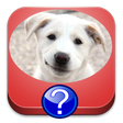 Programikonen: Dog Breeds Quiz