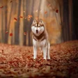 Иконка программы: Siberian Husky