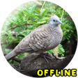 Programikonen: Suara Burung Tekukur MP3