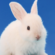 Icon of program: うさぎ育成ゲーム