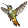 Programikonen: hummingbird