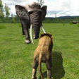 Ícone do programa: Real Lion Simulator 3D