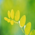 Icono de programa: Green Foliage Free Screen…