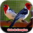 Programikonen: Song of Meu Galo de Campi…