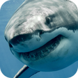 プログラムのアイコン：White Shark Video Wallpap…