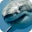 White Shark Video Wallpaper