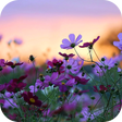 Programikonen: Flowers Live Wallpaper