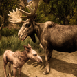Ícone do programa: Ultimate Moose Simulator