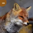 Ikona programu: Fox Sounds
