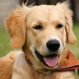 Icon of program: Dogs Jigsaw Puzzles