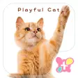 Cute wallpaper-Playful Cat-