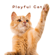 Programikonen: Cute wallpaper-Playful Ca…