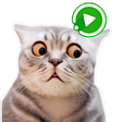 程序图标：WASticker Cats Animated m…