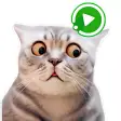 WASticker Cats Animated meme