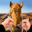 ไอคอนของโปรแกรม: Drive Camel Simulator
