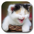 Funny Cat Live Wallpaper icon