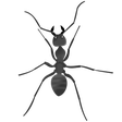 Programikonen: The Ant Colony
