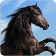 プログラムのアイコン：Horse and Pony jigsaw puz…