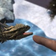 程序图标：AR Mythical Creatures