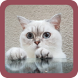 ไอคอนของโปรแกรม: CUTE CAT WALLPAPERS