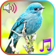 Icon of program: Birds Sounds Ringtones