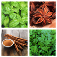 Programikonen: Culinary Herbs and Spices