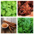 Culinary Herbs and Spices