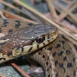 Ícone do programa: Snakes of North Carolina