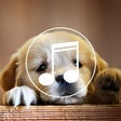 Icon of program: Puppy Sound Dog Spa music…
