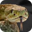 Programikonen: Rattlesnake Sounds