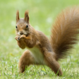 Programikonen: Squirrel Sounds ~ Sboard.…