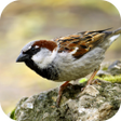 程序图标：Sparrow Sounds