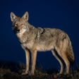 程序图标：Coyote Animal Sounds