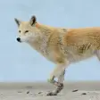 Coyote Animal Sounds