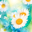 Daisies Live Wallpaper icon