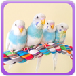 Programikonen: Lovebirds Wallpapers