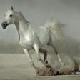 Programikonen: 500 Amazing Horse Picture…