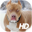 Иконка программы: Pitbull Wallpaper HD