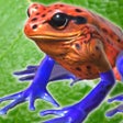 프로그램 아이콘: Frog Friends