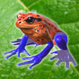 Programikonen: Frog Friends
