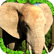 程序图标：Elephant Simulator