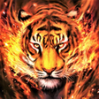 Programikonen: Tiger Wallpaper HD  4K
