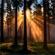 程序图标：Forest for the Trees